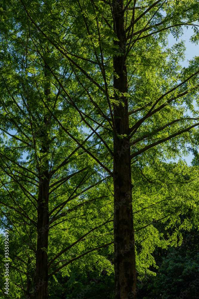 Obraz premium 大きな木