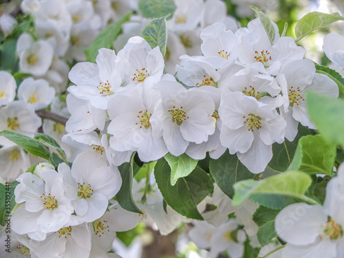 Blooming white Apple tree in the garden.