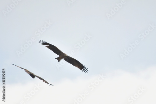 vulture in flight