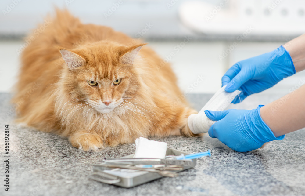 Vet bandages a sick paw to a cat in a veterinary clinic Stock Photo