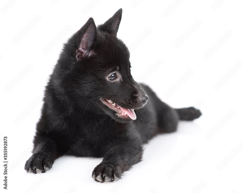 Schipperke puppy lies and looks away. Isolated on white background