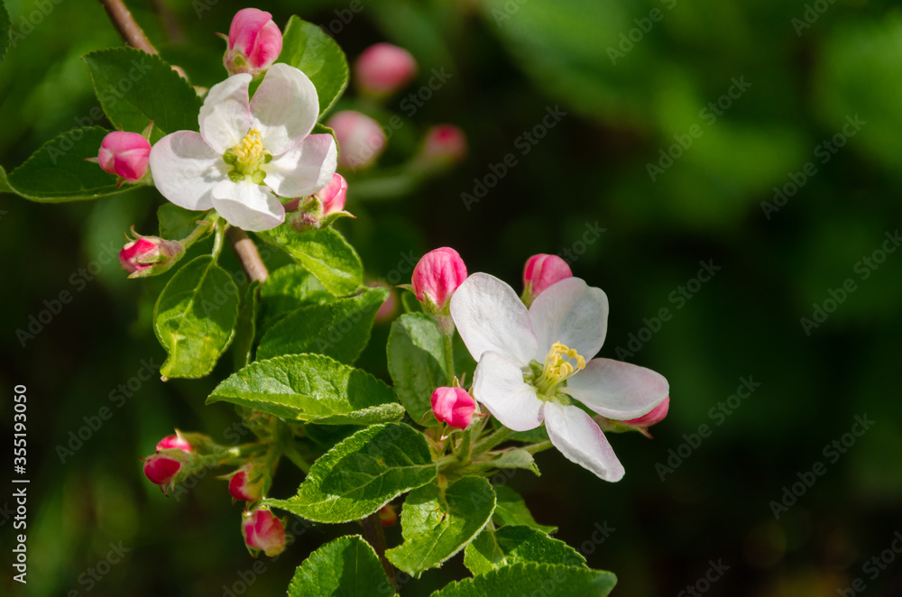 Obraz premium White flowers and pink unopened Apple tree buds