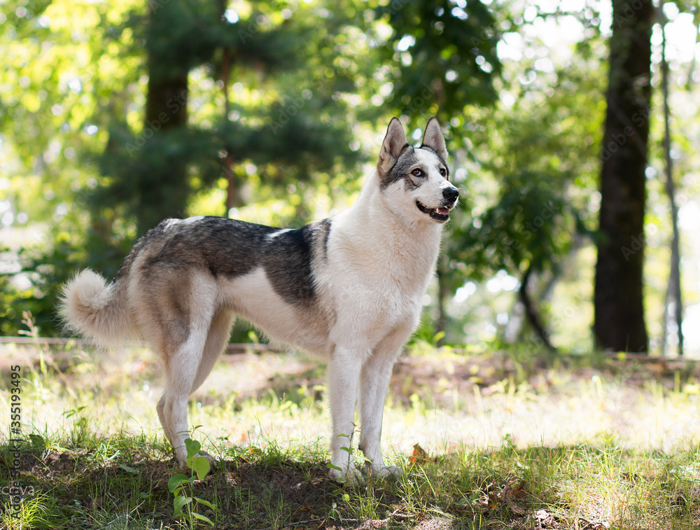 Obraz premium A black and white spotted dog walks in a Park on a sunny summer day