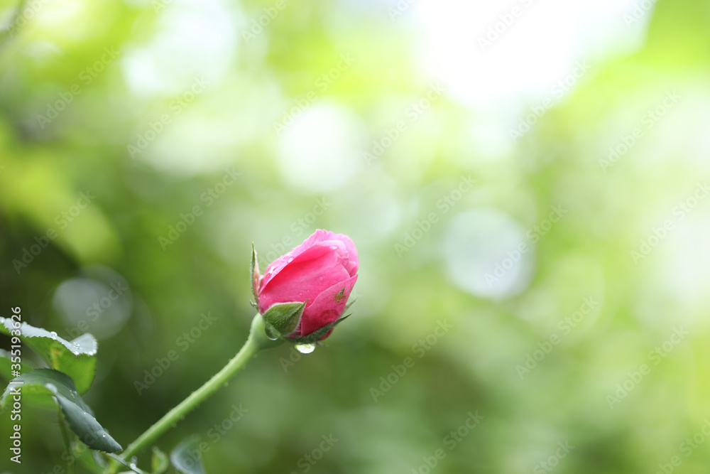 Young small red rose growing with dew Young small red rose growing with dew