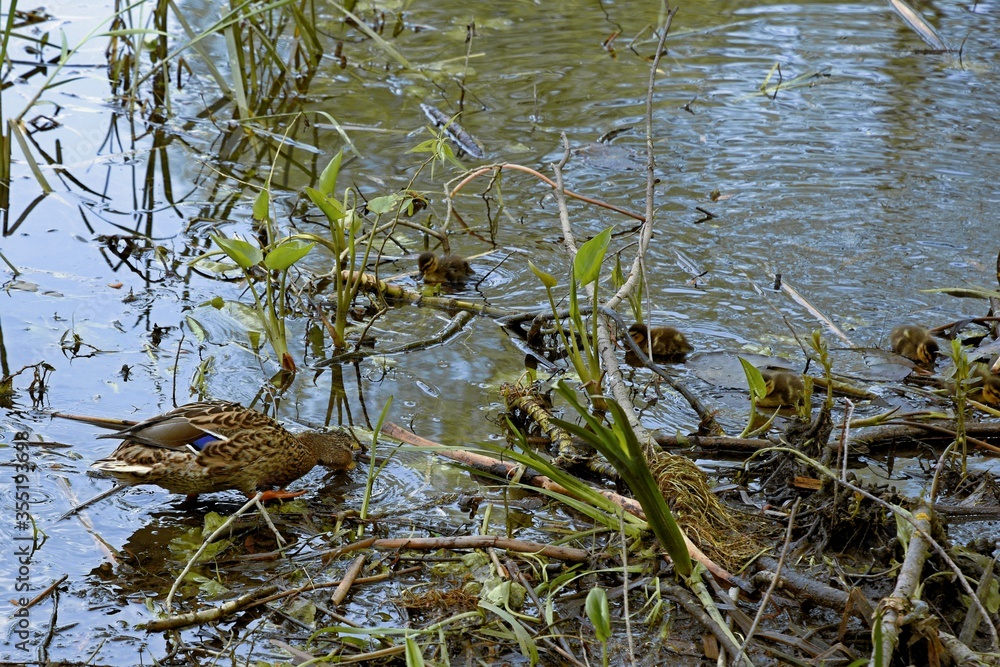 Fototapeta premium family of wild ducks on the water surface of the city pond