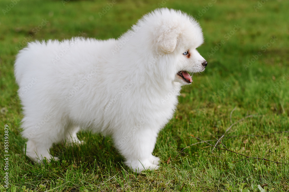 Little white puppy outdoors in the park. Close up. Pomsky puppy dog. Adorable mini husky little dog