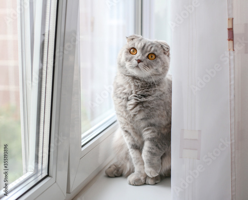a lop eared beautiful well groomed gray cat in an apartment on the windowsill looks thoughtfully out the window
