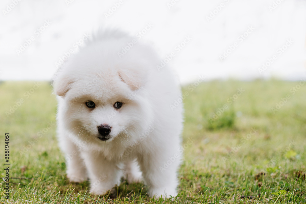 Little white puppy outdoors in the park. Close up. Pomsky puppy dog. Adorable mini husky little dog Little white puppy outdoors in the park. Close up. Pomsky puppy dog. Adorable mini husky little dog