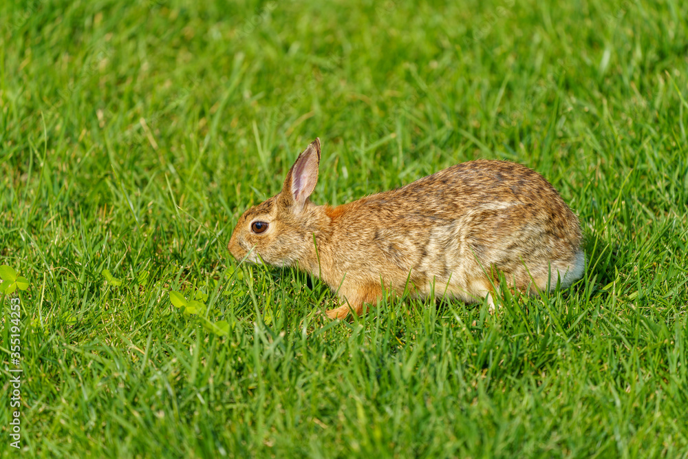 Rabbit at the Citylife park in Milan during covid-19 lockdown Rabbit at the Citylife park in Milan during covid-19 lockdown