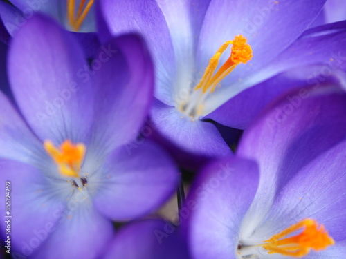 Purple Crocus Flowers