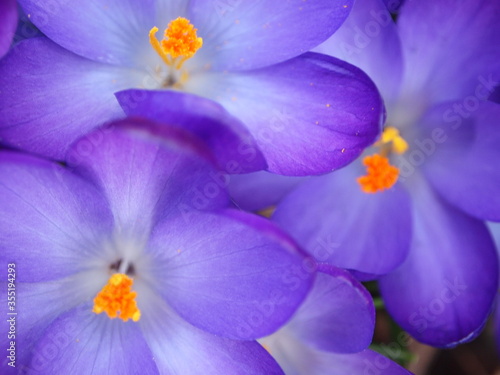 Purple Crocus Flowers © Anna