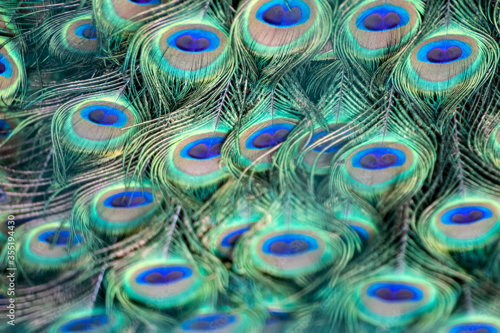 Obraz premium Blue peafowl male peacock long fan-like crest feathers with colourful eyespots pattern macro