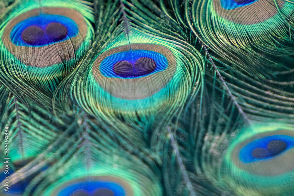 Obraz premium Blue peafowl male peacock long fan-like crest feathers with colourful eyespots pattern macro