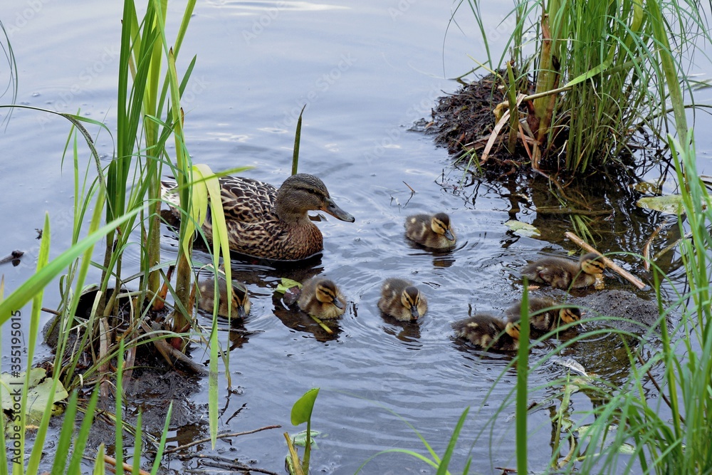 family of wild ducks on the water surface of the city pond family of wild ducks on the water surface of the city pond