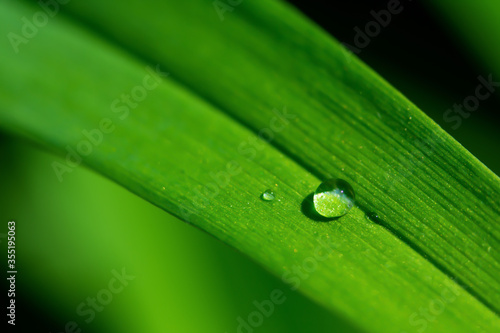 green leaf with water drops