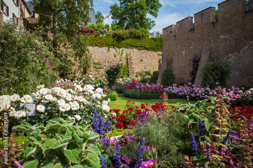 rose garden eltville,  rheingau germany