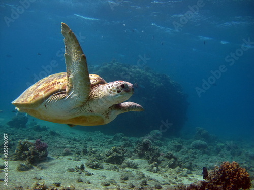 Turtle. Big Green turtle on the reefs of the Red Sea. © Vitalii6447