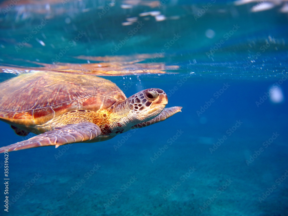 Obraz premium Turtle. Big Green turtle on the reefs of the Red Sea.