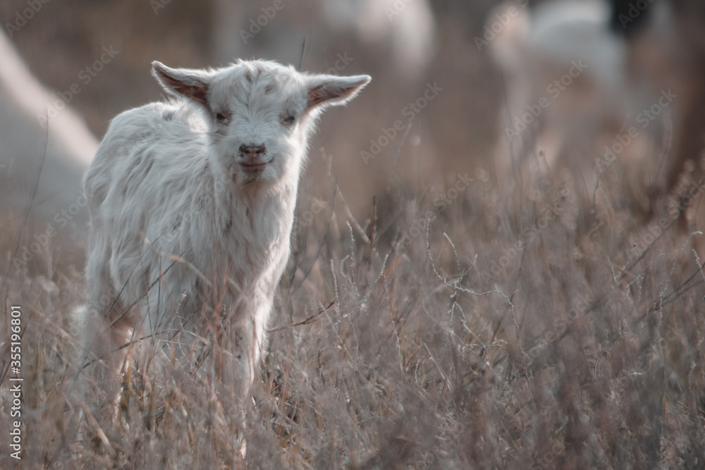 Obraz premium goat on the farm