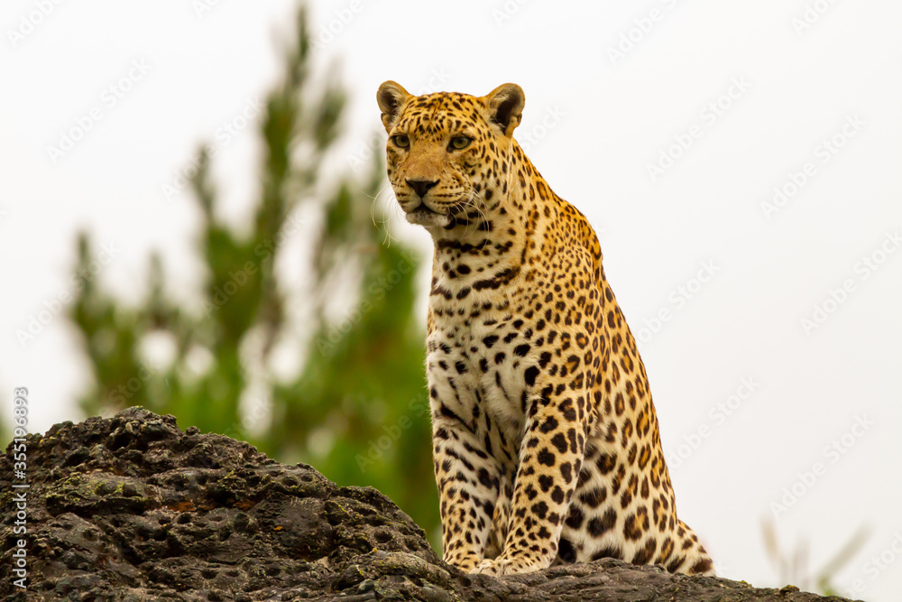 Naklejka premium leopard on the rock