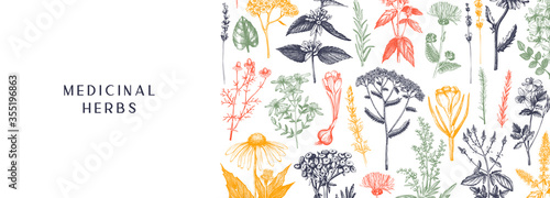 Hand-drawn medicinal herbs banner design in color. Wildflower, weed, and meadow sketches. Vintage summer plants template. Herbs outlines