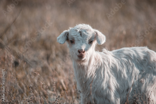 sheep in the field