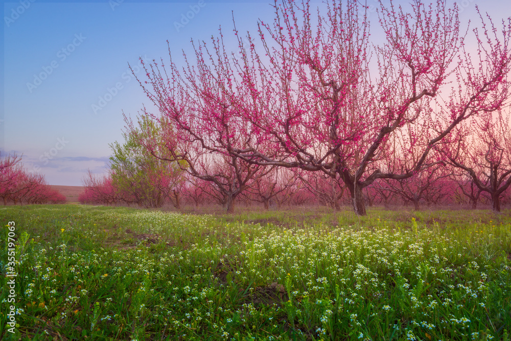 Scenic peach garden in blossom in early spring. Smooth pink rows of flowering peach trees, blue sky and green grass covered with white small flowers
