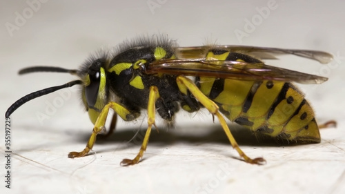 beautiful Wasp in close-up © MohamedSofiane