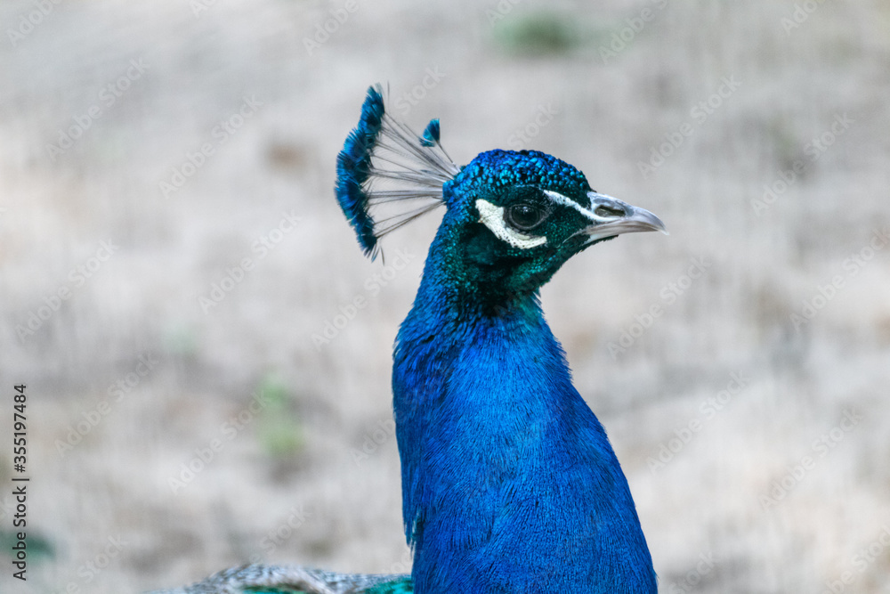 Blue peafowl male peacock's head with long fan-like crest feathers graceful portrait on blurred background Blue peafowl male peacock's head with long fan-like crest feathers graceful portrait on blurred background