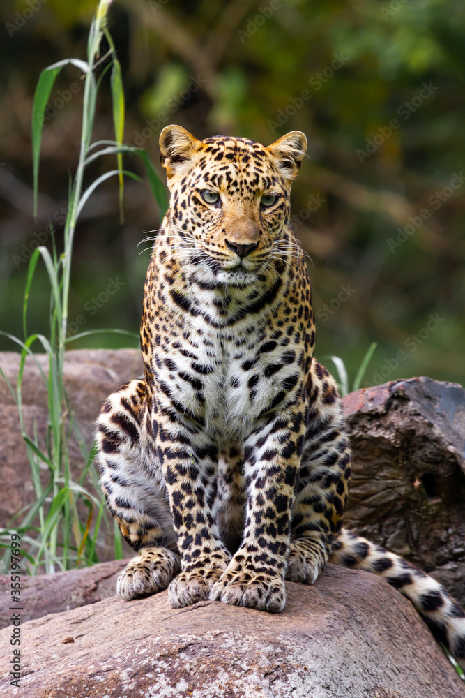 portrait of a leopard portrait of a leopard