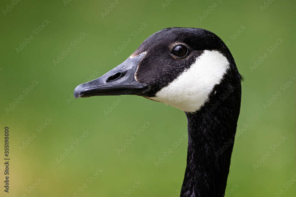 Striking close up of head of adult Canada Goose - side view - in Wiltshire, England Striking close up of head of adult Canada Goose - side view - in Wiltshire, England