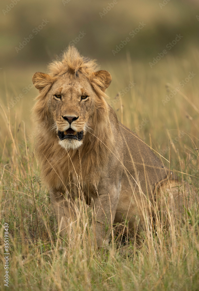 Portrait of a subadult Lion at Masai Mara, Kenya Portrait of a subadult Lion at Masai Mara, Kenya