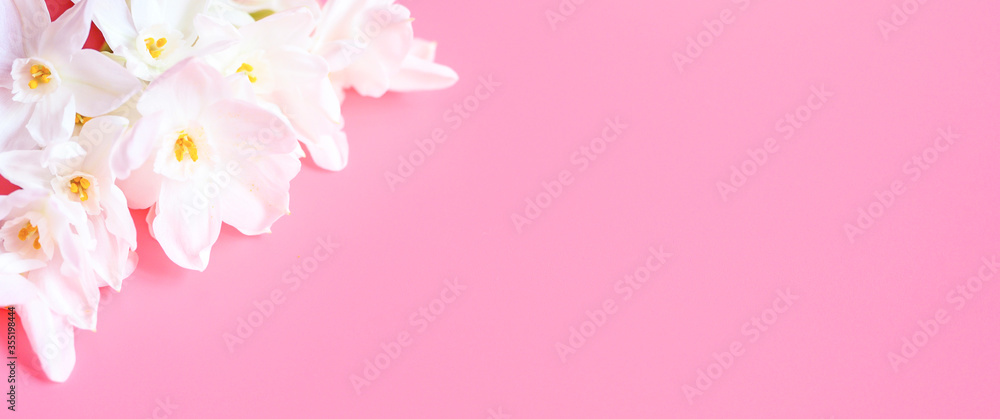 a bouquet of flowers narcisses white color in full bloom on a pink background with space for text. banner