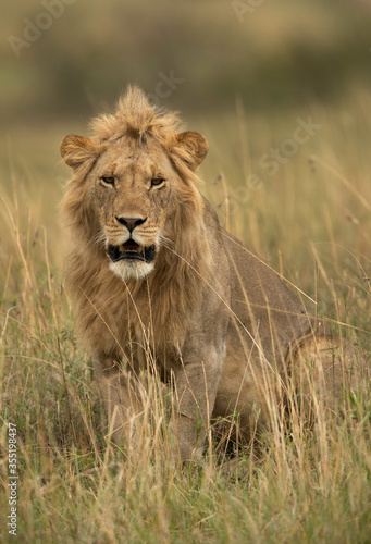 Portrait of a subadult Lion  at Masai Mara, Kenya