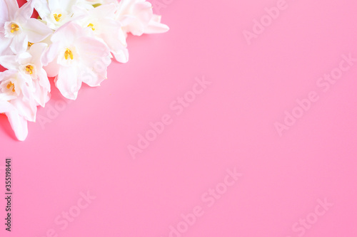 a bouquet of flowers narcisses white color in full bloom on a pink background with space for text © Ksenia