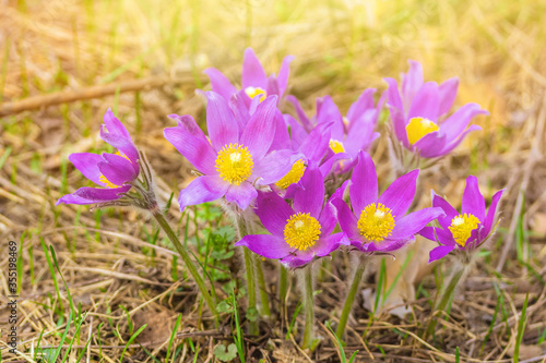 Pasque-flower growing in nature in the sunlight, macro spring floral background. High quality photo