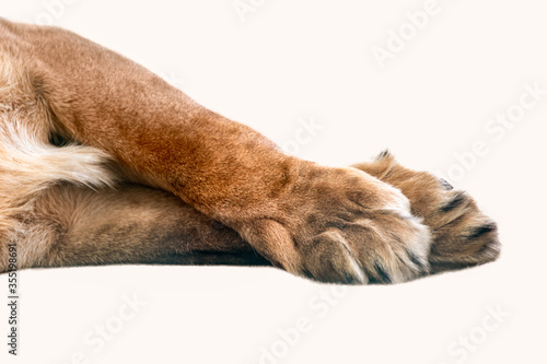 Lion two front legs and paws isolated laying crossed on white close-up