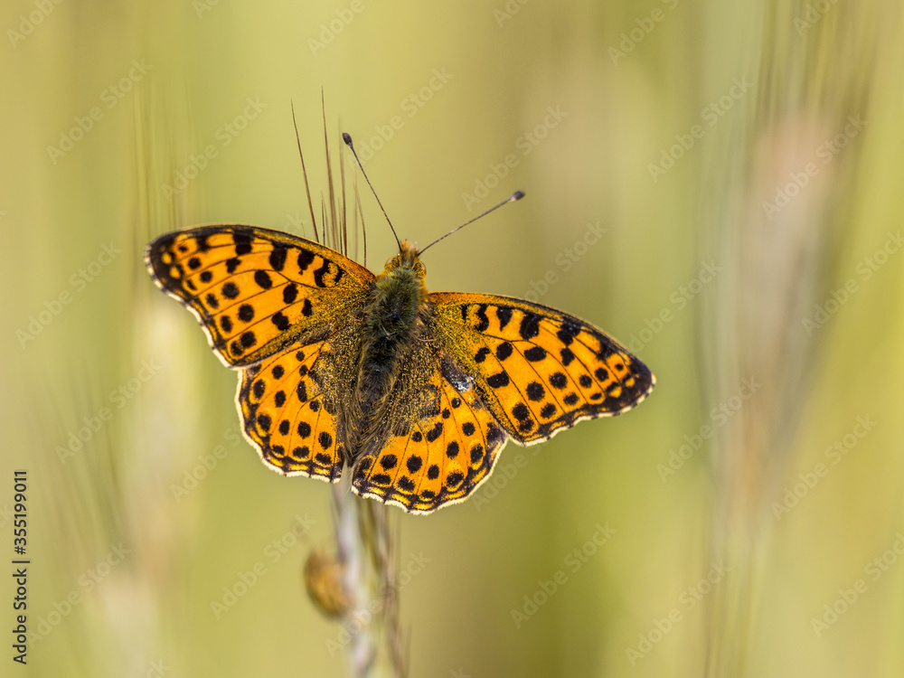 Queen of Spain fritillary Queen of Spain fritillary