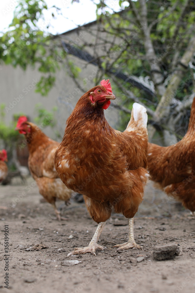 Fototapeta premium Chicken Closeup