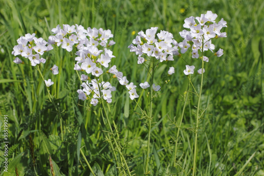 Spring- Schaumkraut, Cardamine impatiens