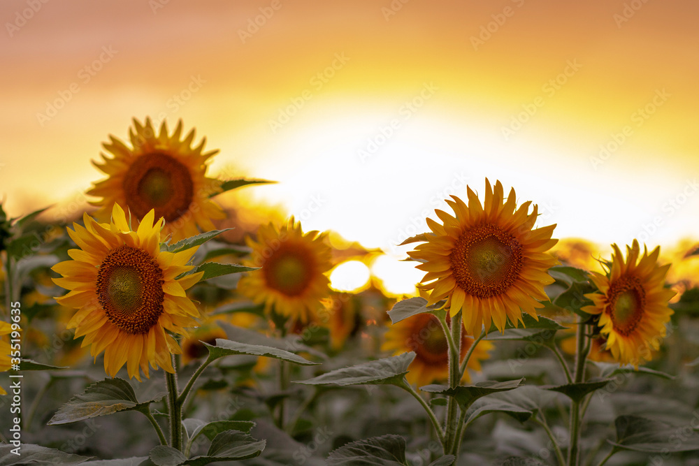 Obraz premium A field with many blooming sunflowers during sunset.