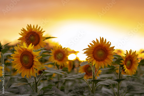 Fototapeta Naklejka Na Ścianę i Meble -  A field with many blooming sunflowers during sunset.