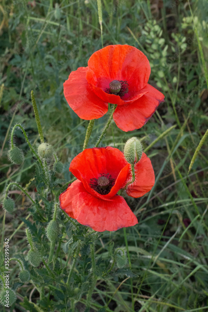 red poppies in the field against the background of the green truss red poppies in the field against the background of the green truss