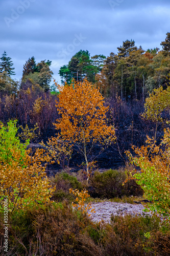 Fire at Thursley Common nature reserve. photo