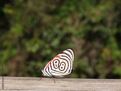 mariposa en la selva cataratas del iguaz photo