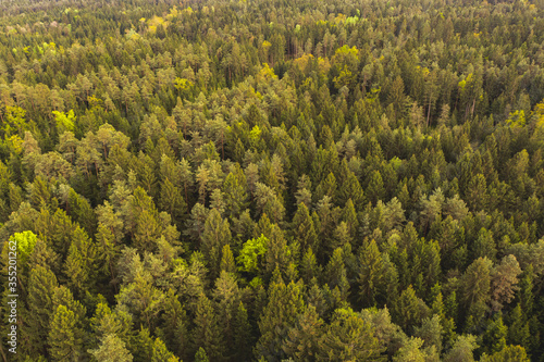 Autumn forest aerial view from above.