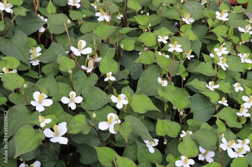 Dokudami;Houttuynia cordata, traditional herbal medicine is blooming. fish mint, chameleon plant photo