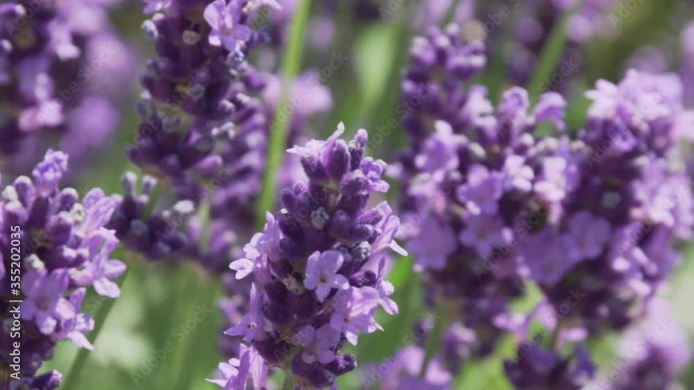 Hornet flying on Lavender flowers in bloom. Lavandula angustifolia. Outdoor. Real time video Hornet flying on Lavender flowers in bloom. Lavandula angustifolia. Outdoor. Real time video