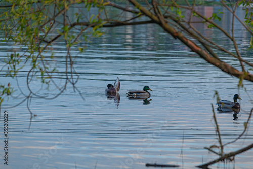 Ducks on the Volga River