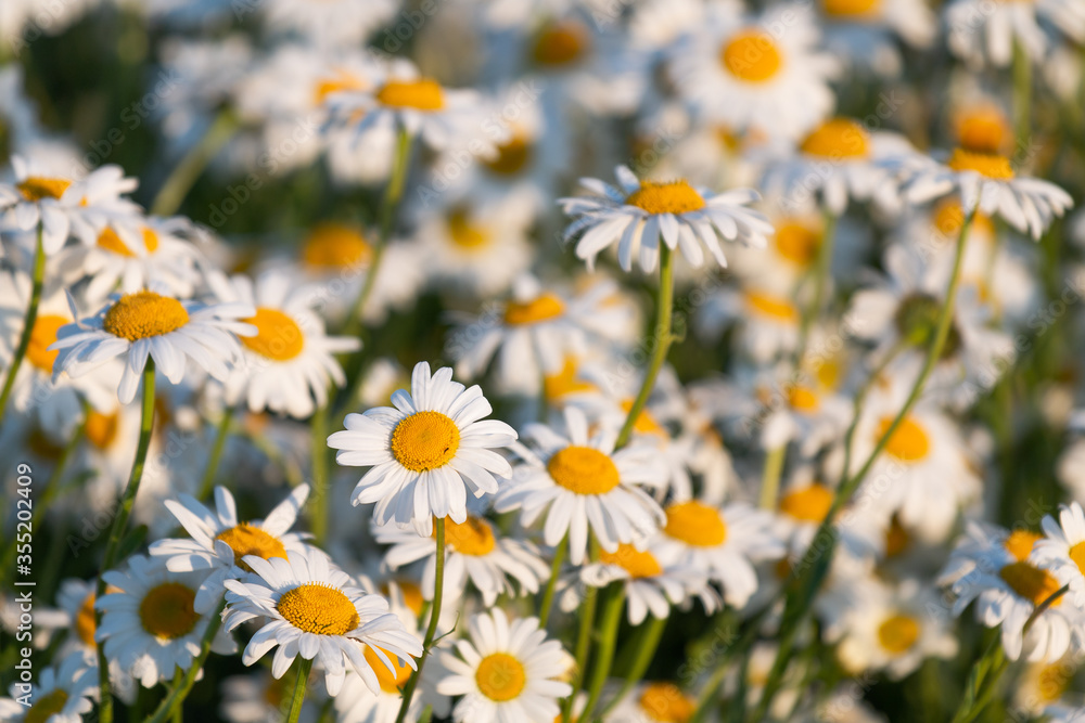 Fototapeta premium Daisy Wildflower Bed At Sunset